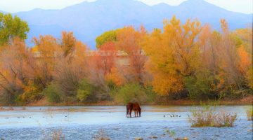 salt river horses salt river canyon arizona